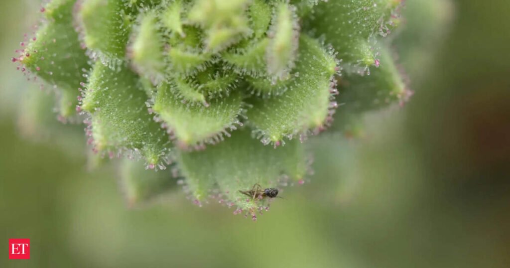 Scientists discover a flower that secretly eats insects, and say there could be many more killer plants