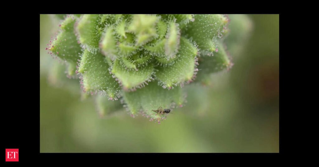 Science news: In 1875, Charles Darwin first suggested two plant species might be carnivorous, new study finds unique flower matches legendary naturalists’ hypothesis. Check how does it catch insects