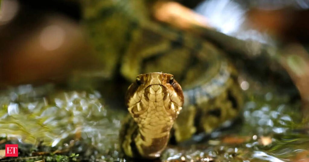 Ancient Reptile Evolution: In 80 million BCE, an ancient reptile left behind a crucial fossil showing how limbs disappeared. 80 million years later, scientists found it suggested early snakes may have evolved across both land and water