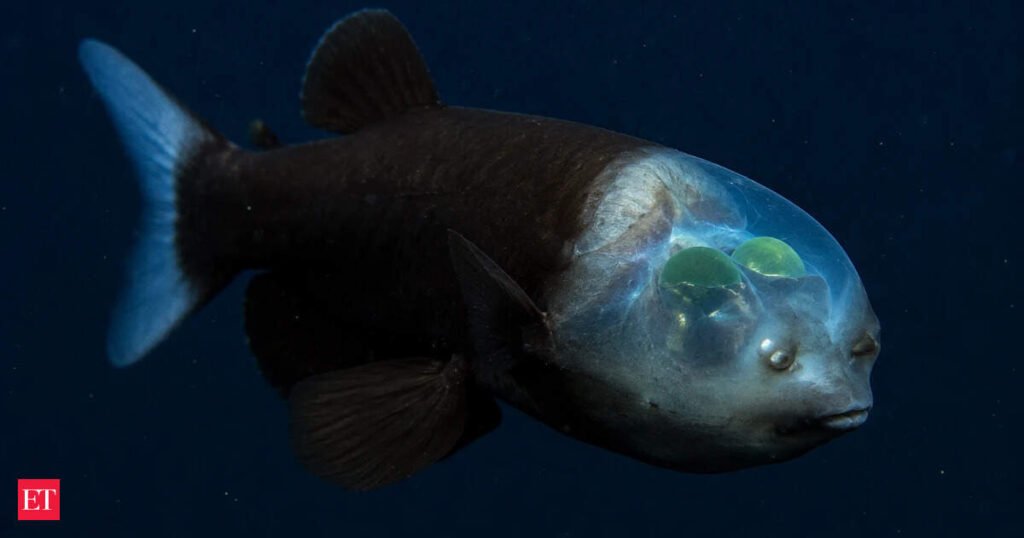 barreleye fish: In 2009, Monterey Bay scientists used live underwater footage to expose a surprising secret of a deep-sea fish. 13 years later, their ROVs had logged 5,600 dives, helping reveal why the ocean’s strangest creatures can look radically different after collection