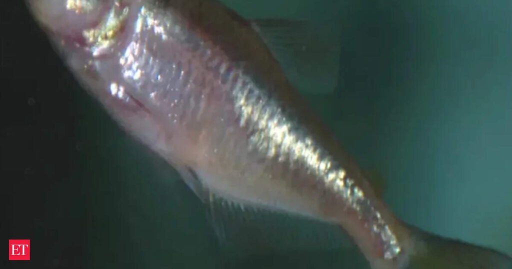 demon cavefish: Deep under a US military base, a blind ‘demon’ creature just surfaced for the first time