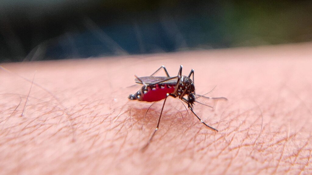 After Dengue: Why Palpitations And Breathlessness Shouldn’t Be Ignored