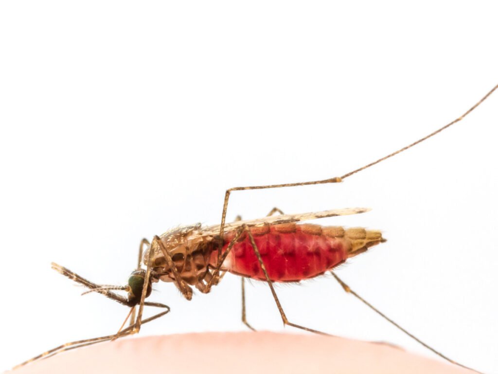 New malaria drug breakthrough