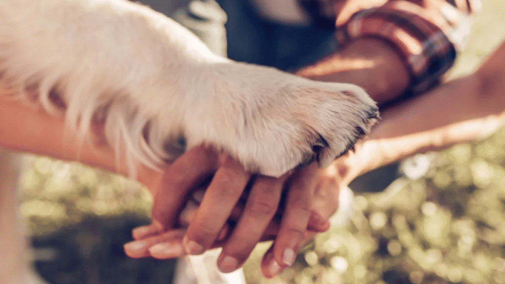 Science shows canine brains evolved to understand humans