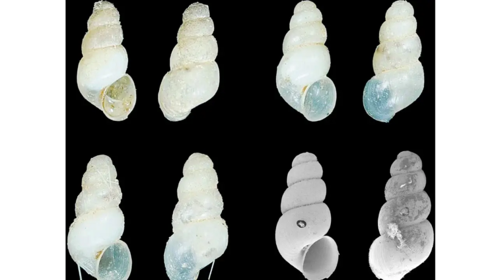 China’s underground world yields new freshwater snail species