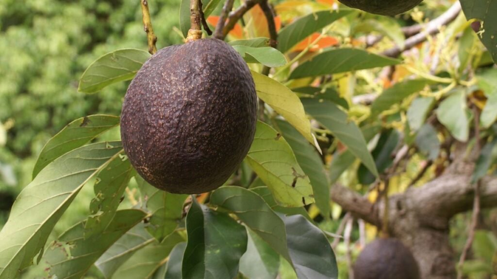 Avocados Switch Sex on a Daily Basis, And Researchers Finally Know How : ScienceAlert