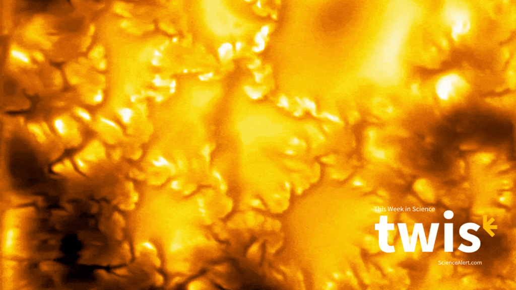 This Week in Science: Mosquito Magnets, Bonus Benefits of GLP-1s, And More : ScienceAlert