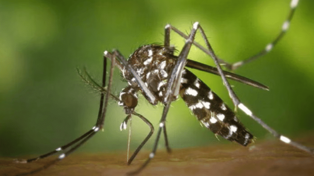 Why mosquitoes play favourites: IIT Kanpur sniffing out what makes some people irresistible