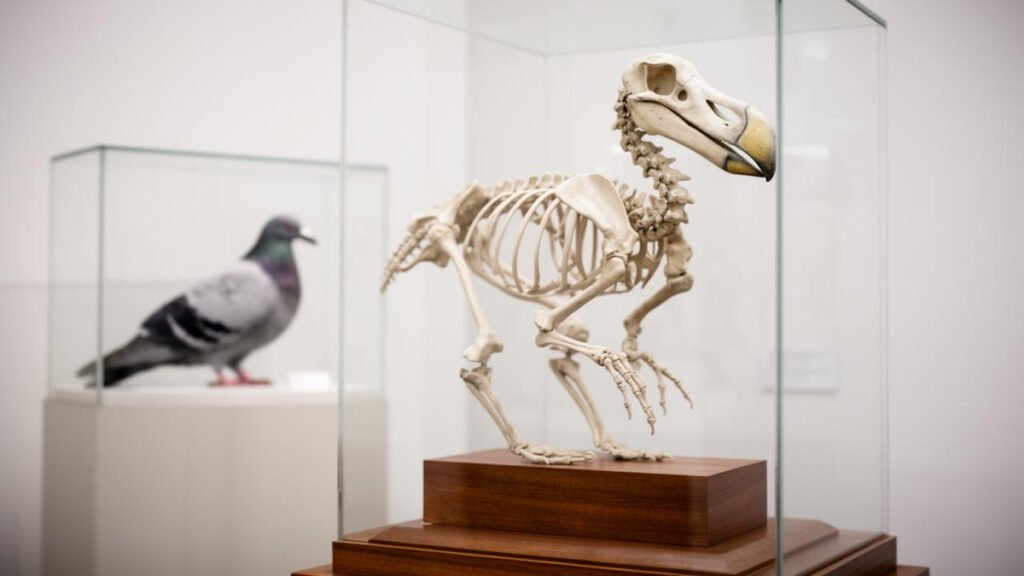 The Dodo Wasn’t a ‘Fool’… CT Analysis Reveals Intelligence on Par with Pigeons — BigGo Finance
