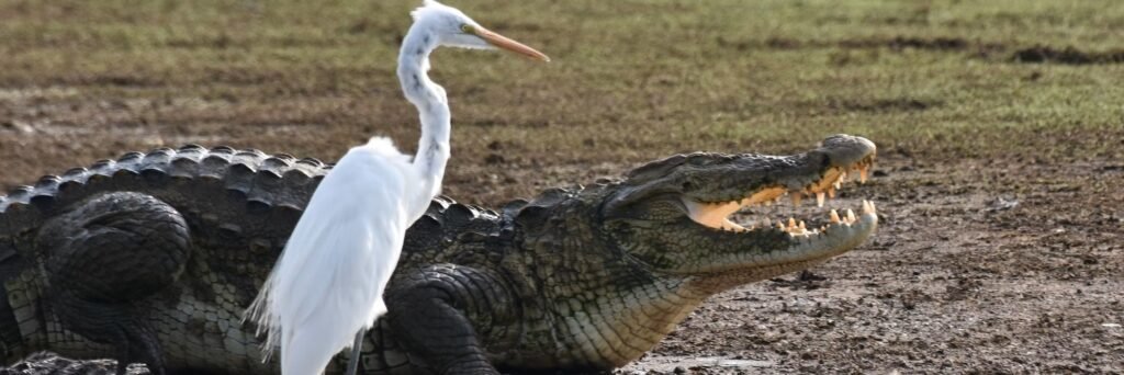 Crocodiles can’t fly. Birds can. Scientists have finally figured out why