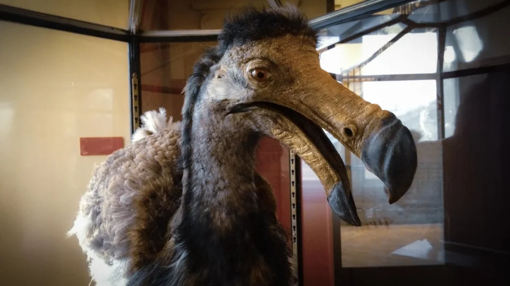 The dodo bird had a secret sensory world scientists are only now discovering