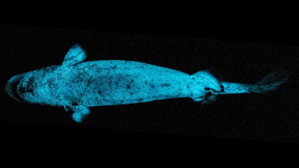 World’s Biggest Glowing Vertebrate May Be Using Its Own Light as a Hunting Tool : ScienceAlert
