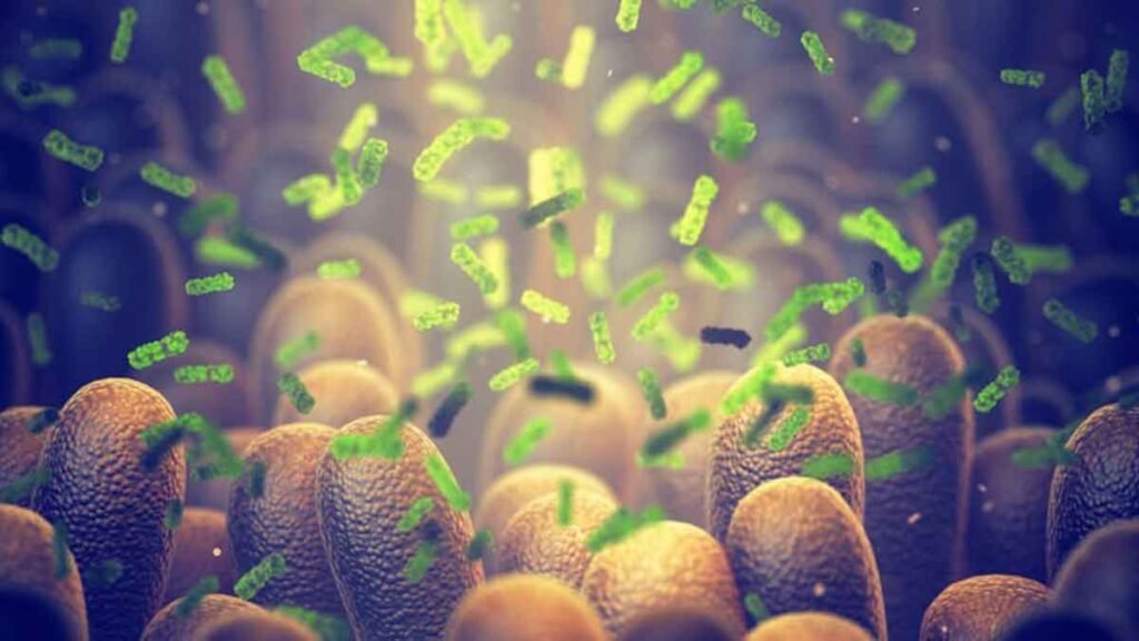 How urban living may be changing gut bacteria faster than we realise