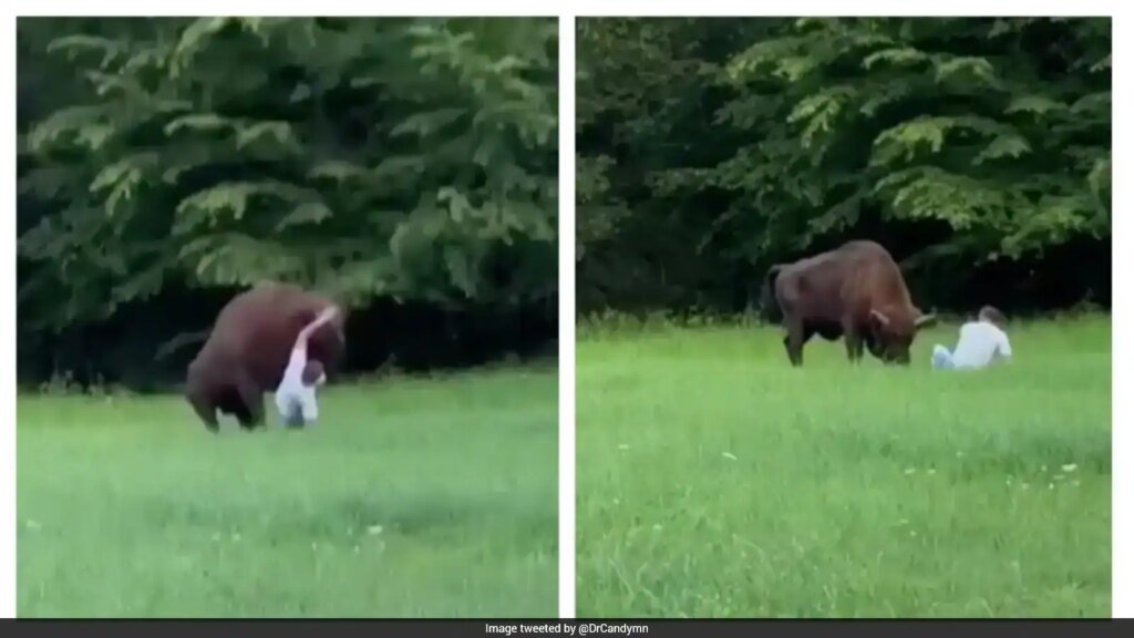 Video: Tourist Has Narrow Escape After Bison Charges And Knocks Him To Ground In Poland