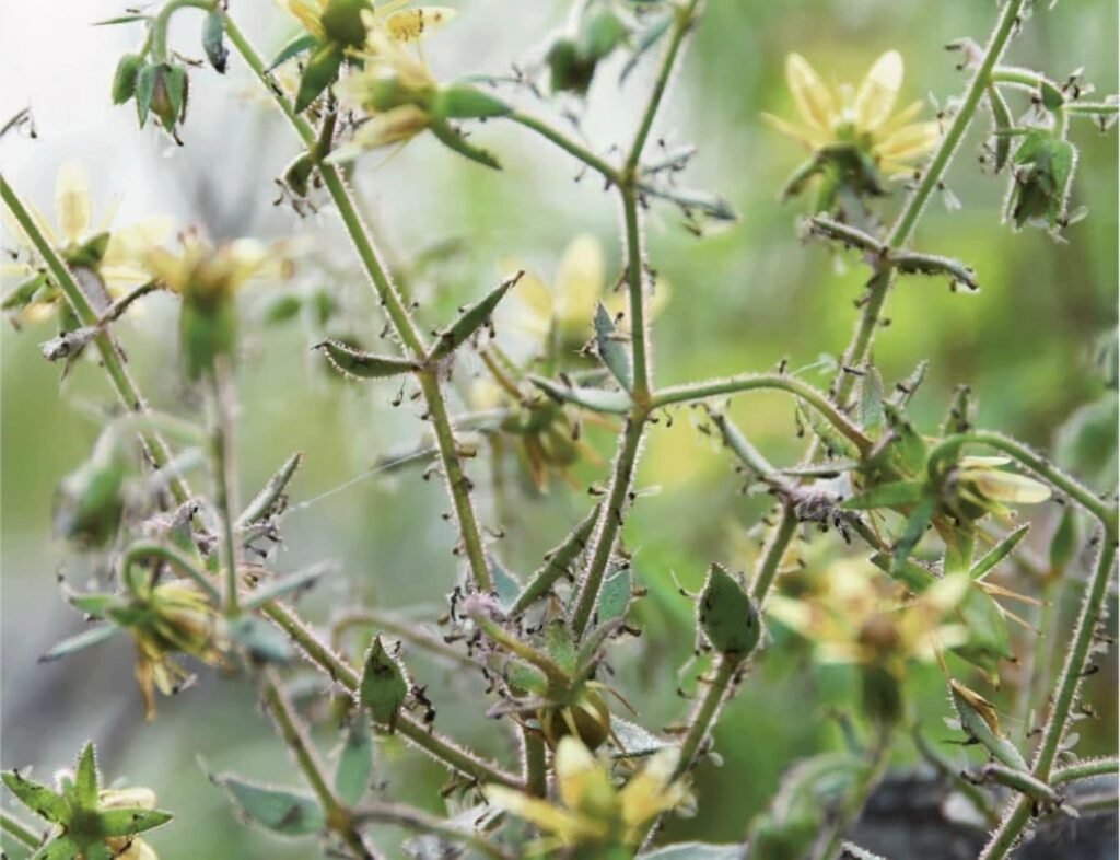 Darwin’s 150-Year-Old Carnivorous Plant Theory Confirmed in China