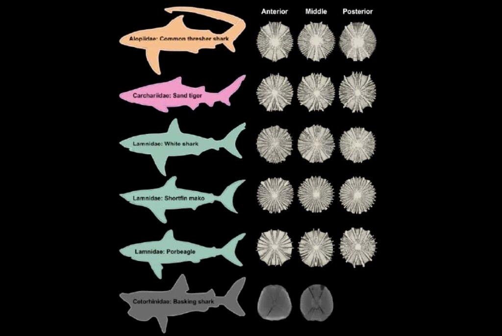Scientists Uncover Sharks’ Different Swimming Styles