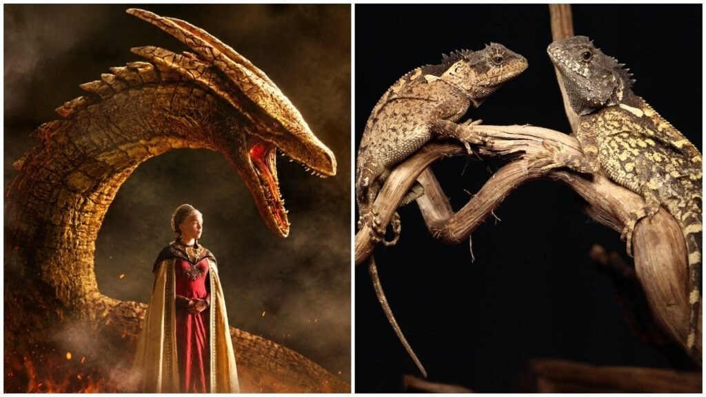 Syrax from House of Dragon is real: Meet newly discovered species in Thailand