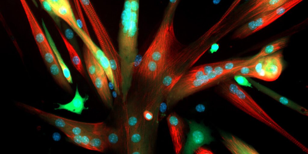 DNA repair protein boosts muscle endurance in aging mice