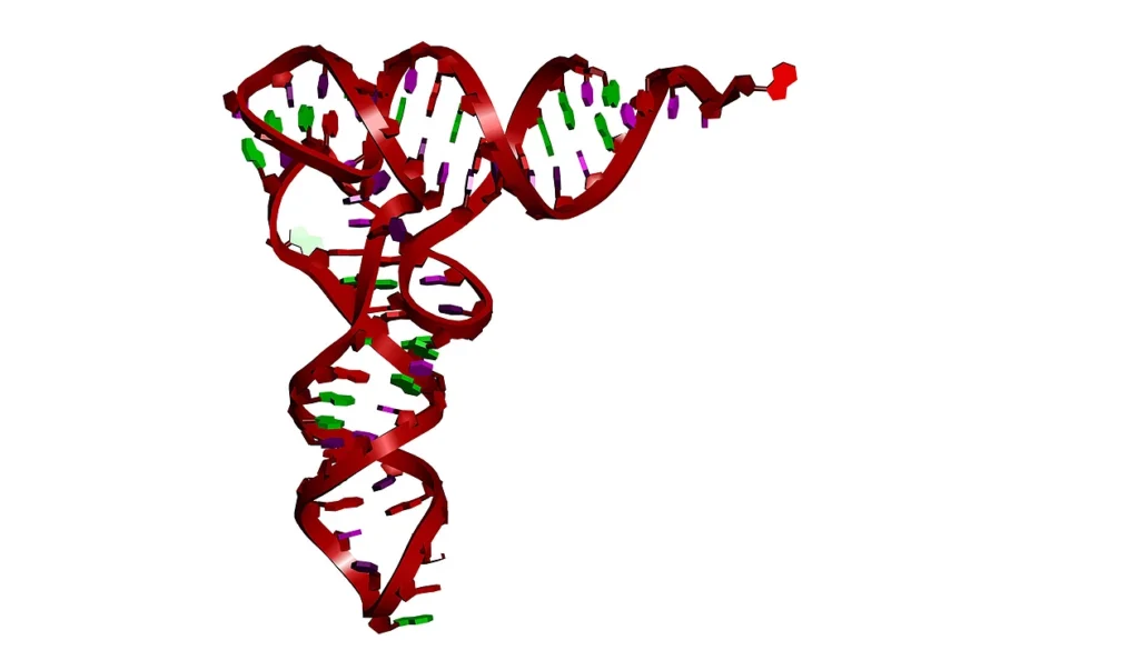 Suppressor tRNAs restore cystic fibrosis protein in models