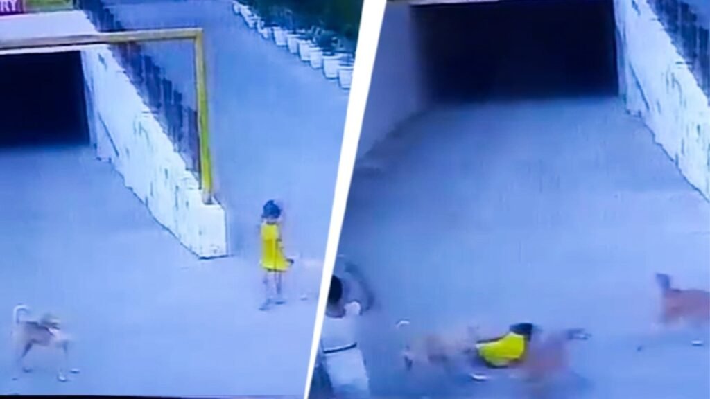 Ghaziabad stray dog attack: 7-year-old girl mauled in Raj Nagar Extension society